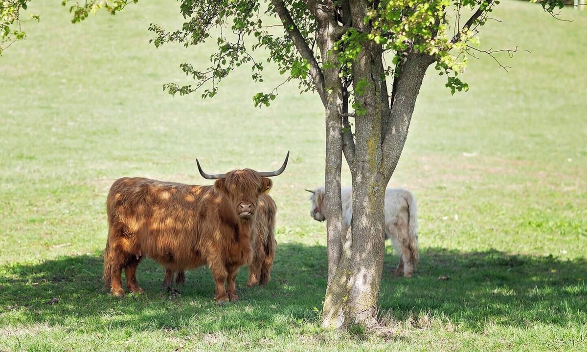 Jefferson City Cottage | 5 ★ FISH HOUSE Sleep on the Pond and see Scottish Highland cows while fishing