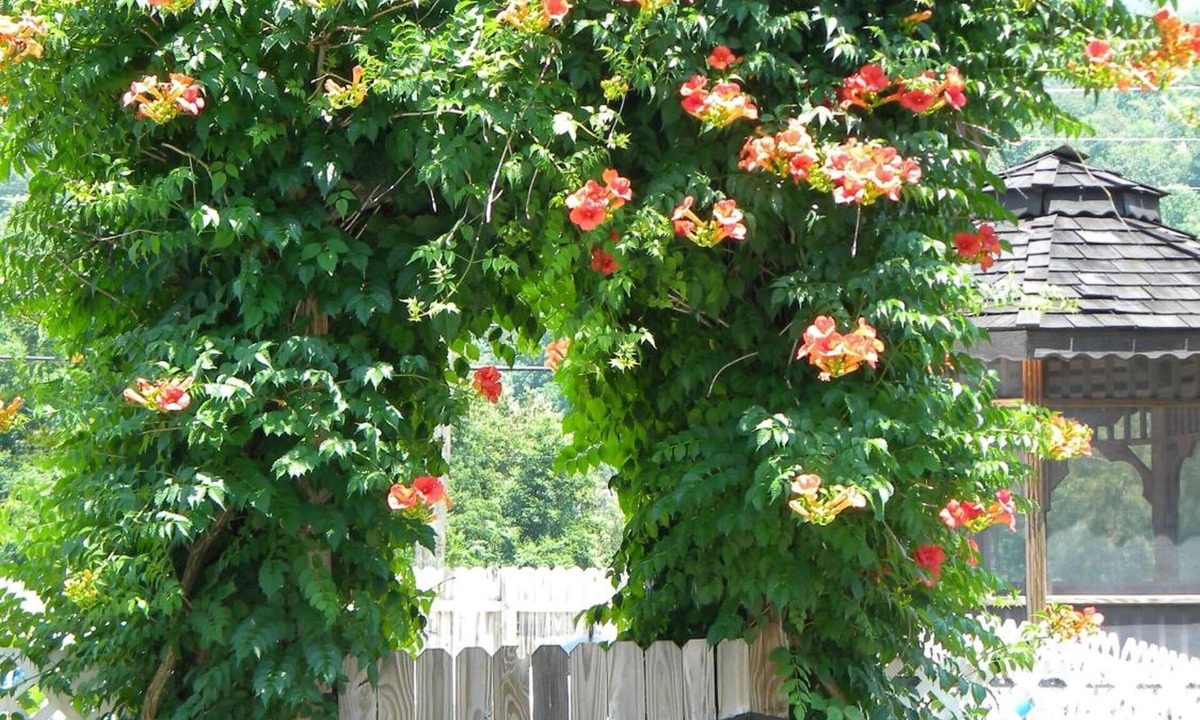 Maggie Valley Hotel | Clarketon Motel