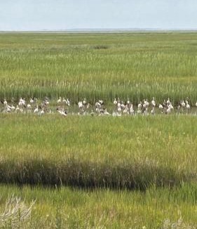 St. Simons Island Apartment | Astonishing view of The Marshes