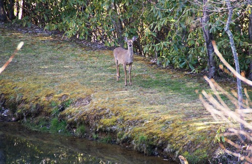 Seven Devils Cabin | Book your Fall Getaway! Firepit. Pond view. Wood burning fireplace.