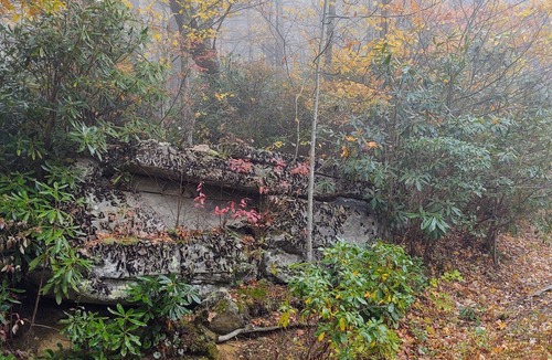 Newland Cabin | Cozy cabin nestled in 7 acres in the Pisgah Forest with trails