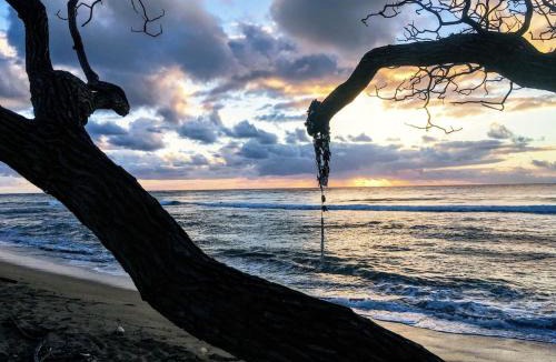 Wailua Apartment | Oceanfront Studio at Islander on the Beach #325