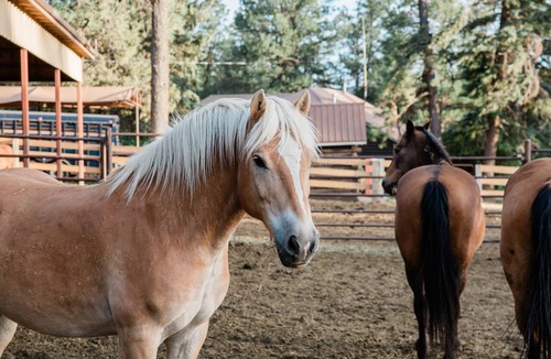 Bayfield Cabin | Studio King Cabin Near Pagosa Springs with River Access