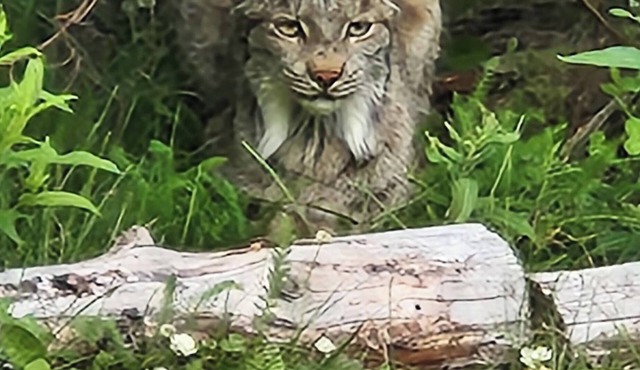 Lynx, wildlife, custom log cabin . private lake access, salmon stream kayaking, in Moose Pass