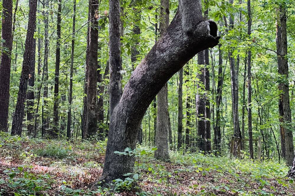 Photo of Outdoor in McDonough