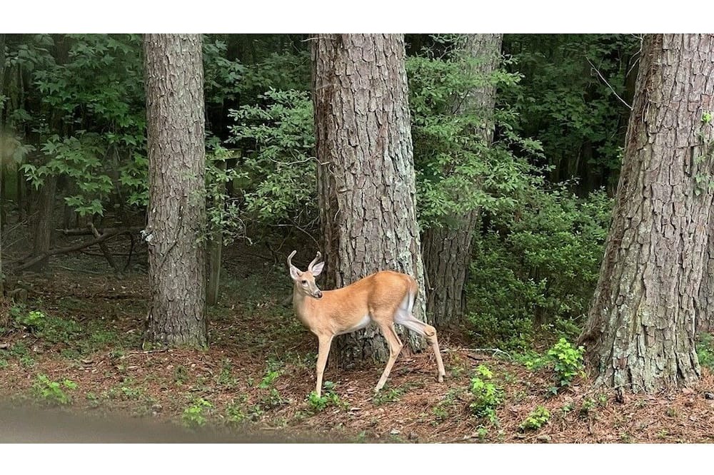 Photo of Outdoor in Eatonton