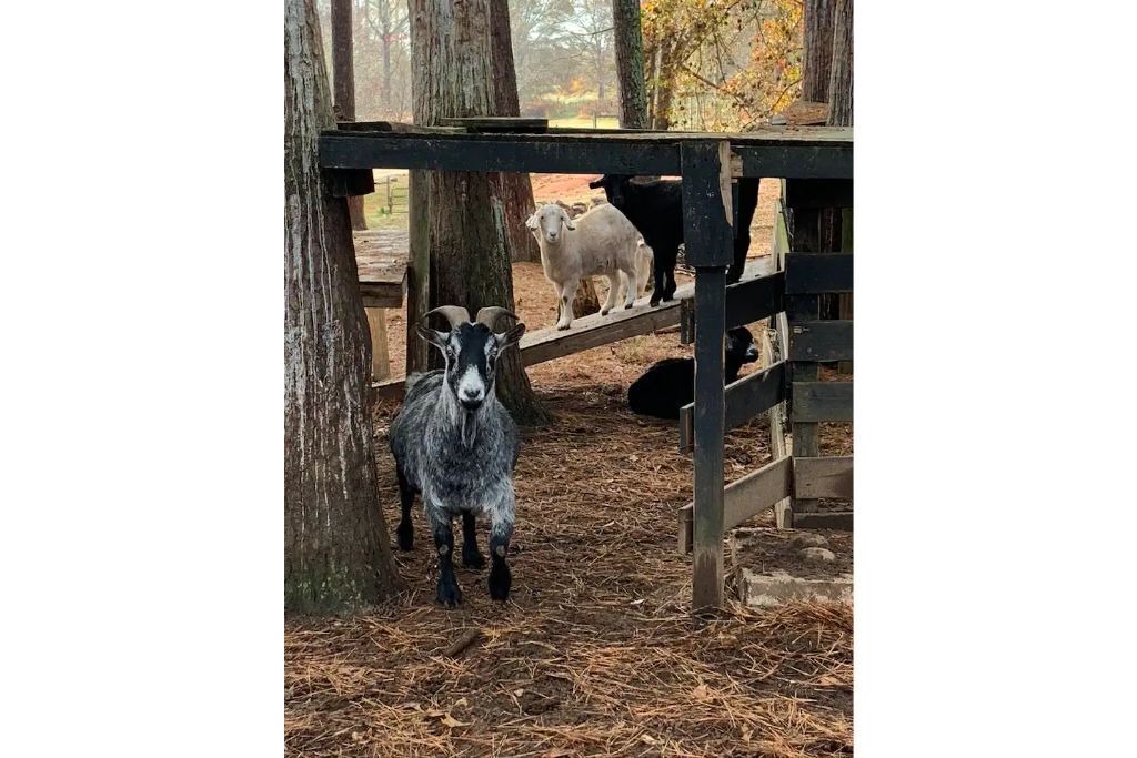 Photo of Others in Chattahoochee Hills