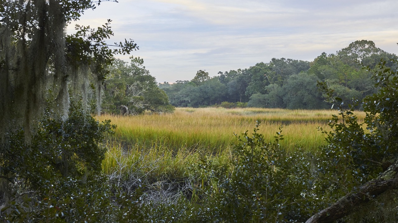Photo of Outdoor in Wadmalaw Island