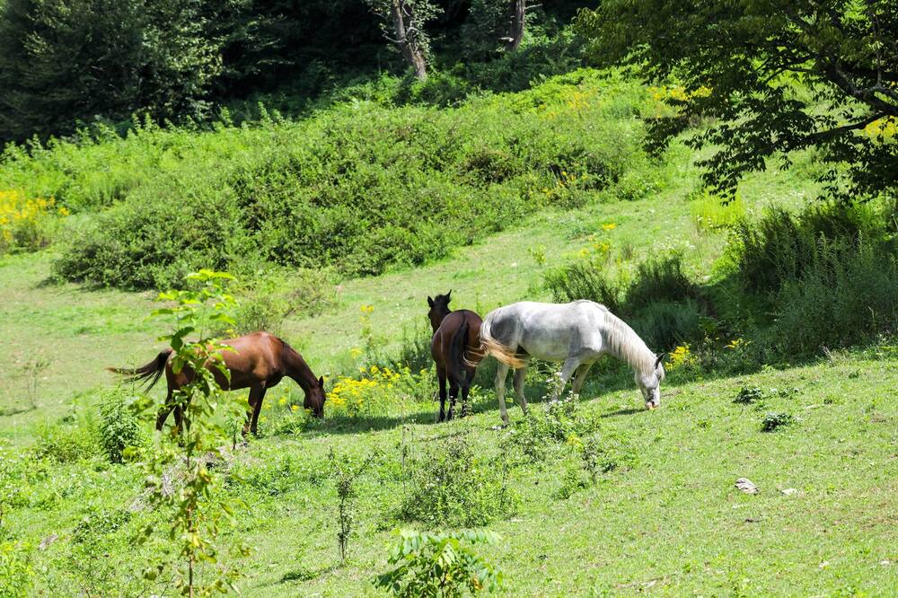 Photo of Others in Maggie Valley