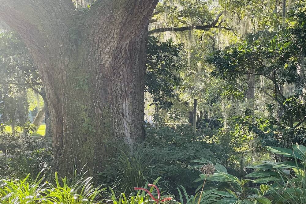 Photo of Outdoor in Johns Island