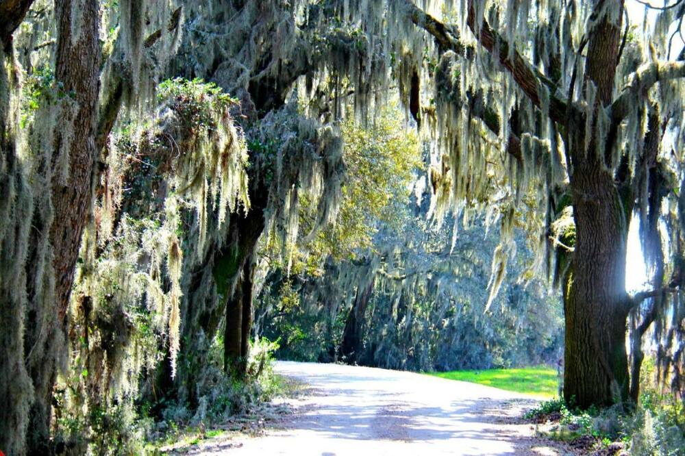 Photo of Others in Savannah