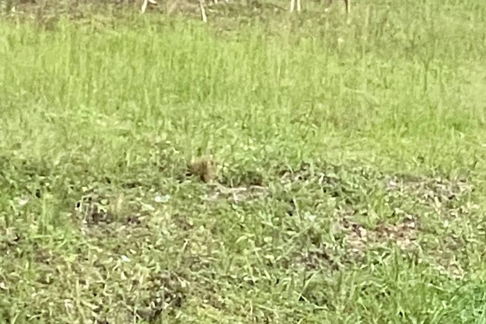 Photo of Others in Arley
