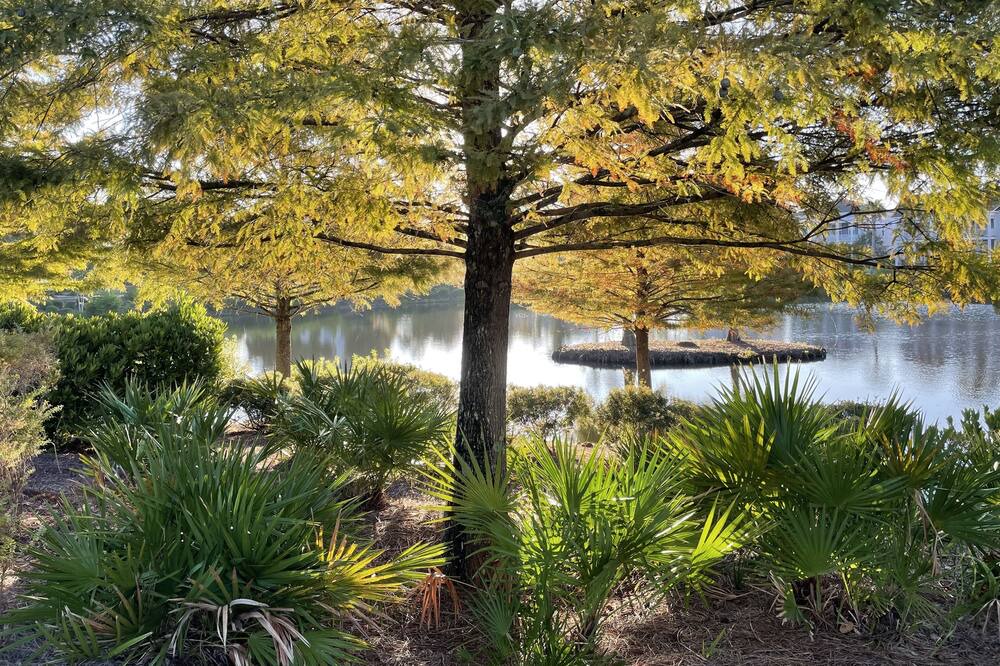 Photo of Outdoor in Summerville