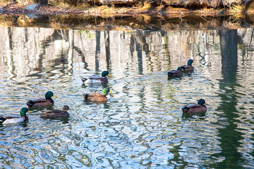 Photo of Others in Maggie Valley