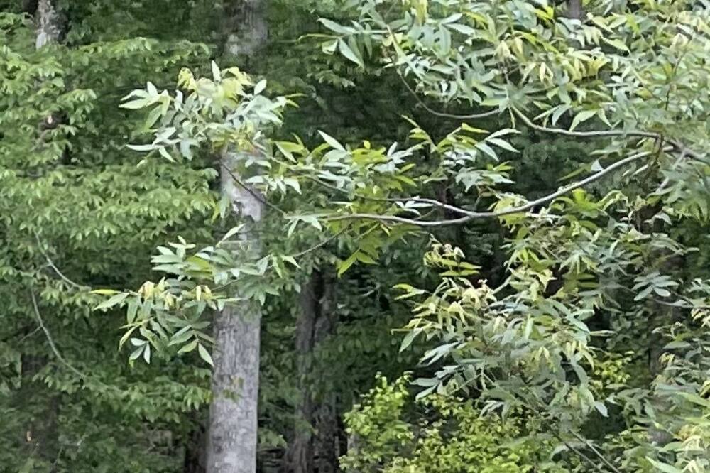 Photo of Outdoor in Huntsville