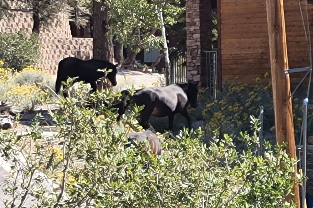 Photo of Outdoor in Mount Charleston