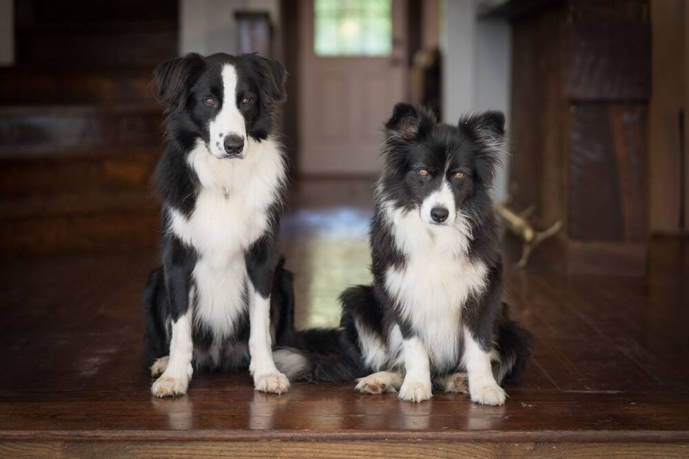 Photo of Others in Maggie Valley