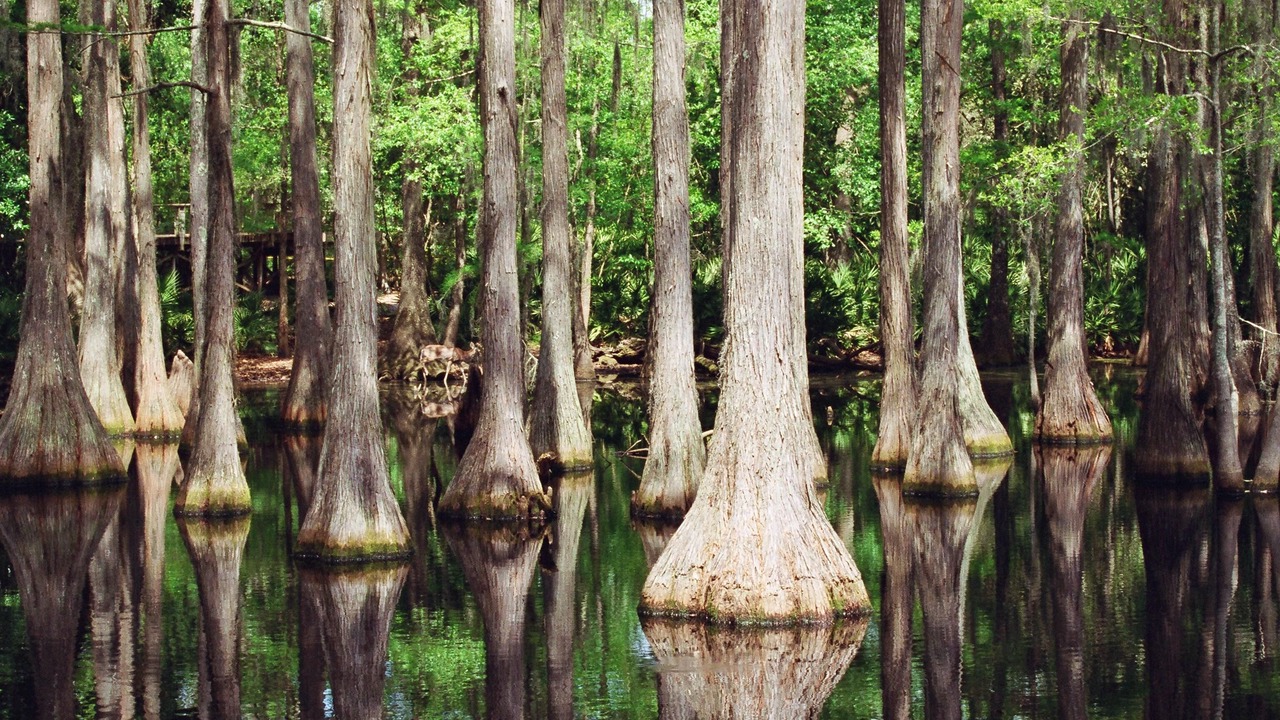 Photo of Others in Tallahassee