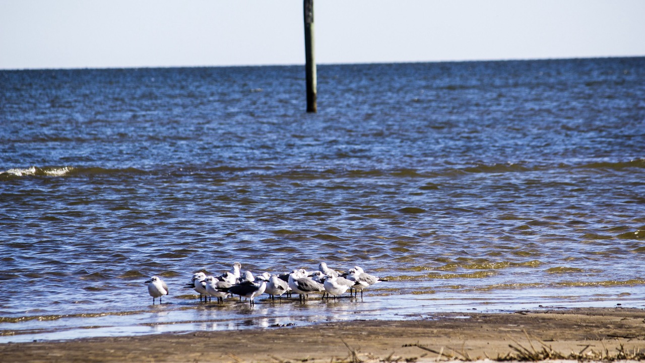 Photo of Others in Gulfport