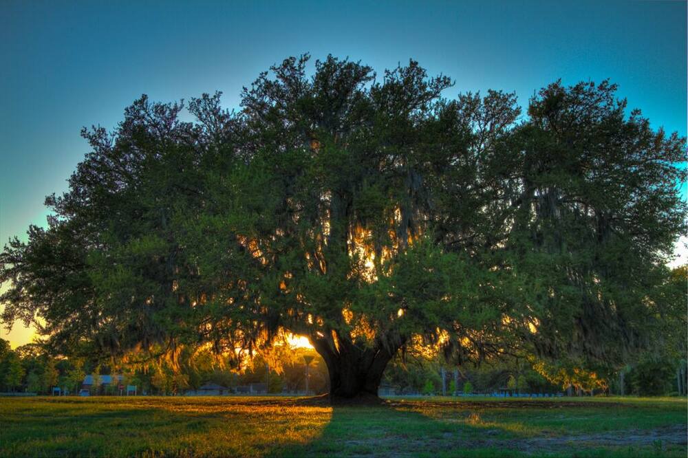 Photo of Others in Saint Helena Island