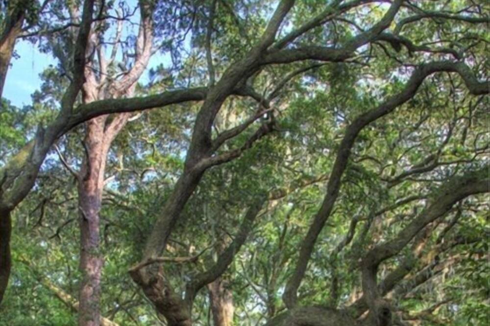 Photo of Others in Saint Helena Island