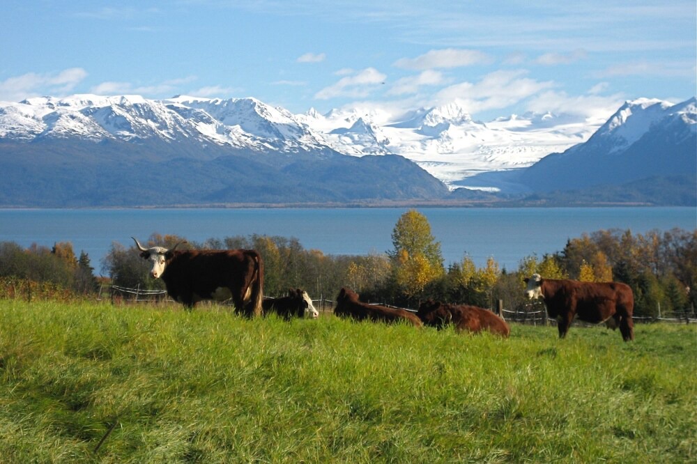 Photo of Others in Kachemak