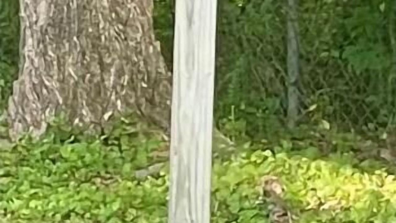 Photo of Others in Powder Springs