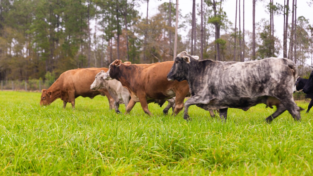 Photo of Others in Charlton County