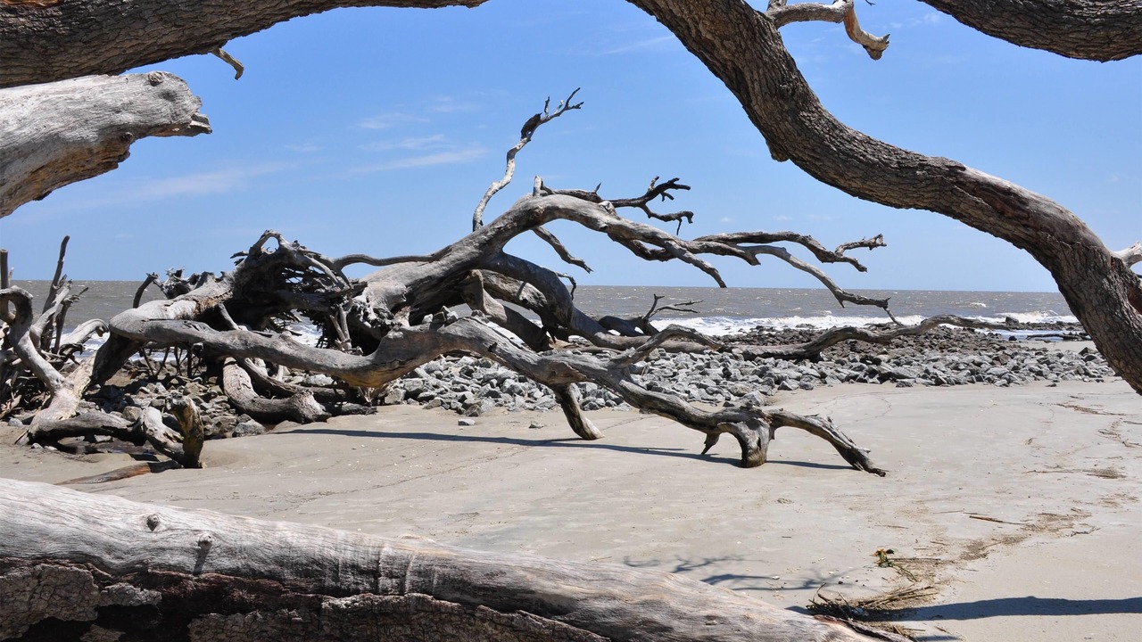 Photo of Others in Jekyll Island