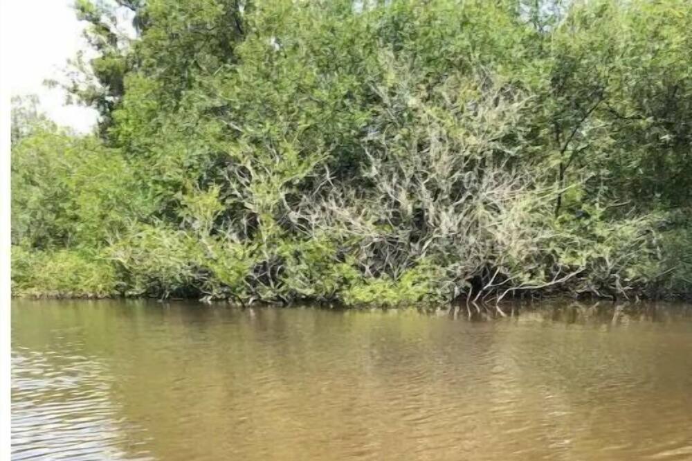Photo of Outdoor in Waycross