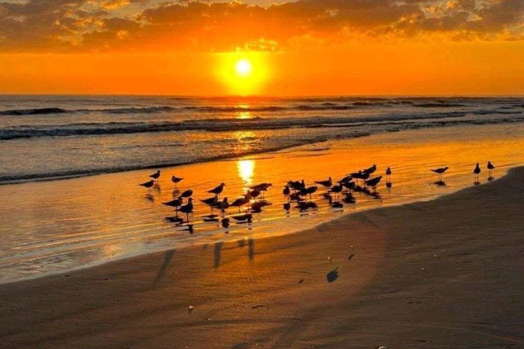 Photo of Others in New Smyrna Beach