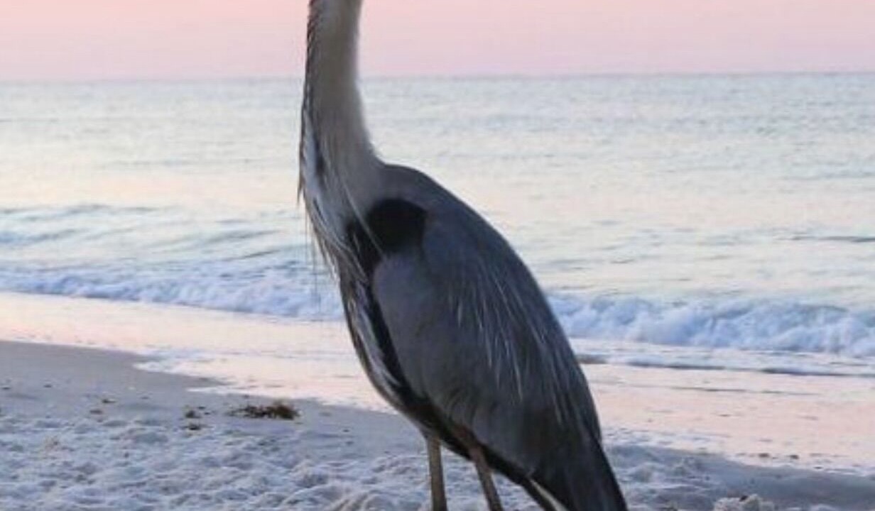 Photo of Others in Foley