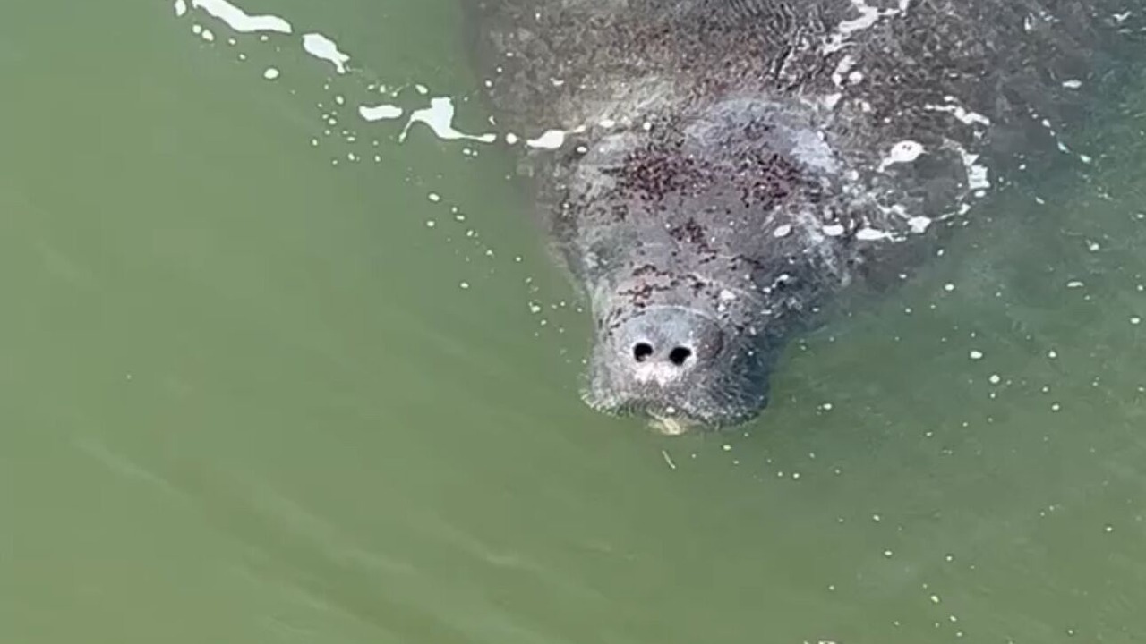 Photo of Others in Madeira Beach