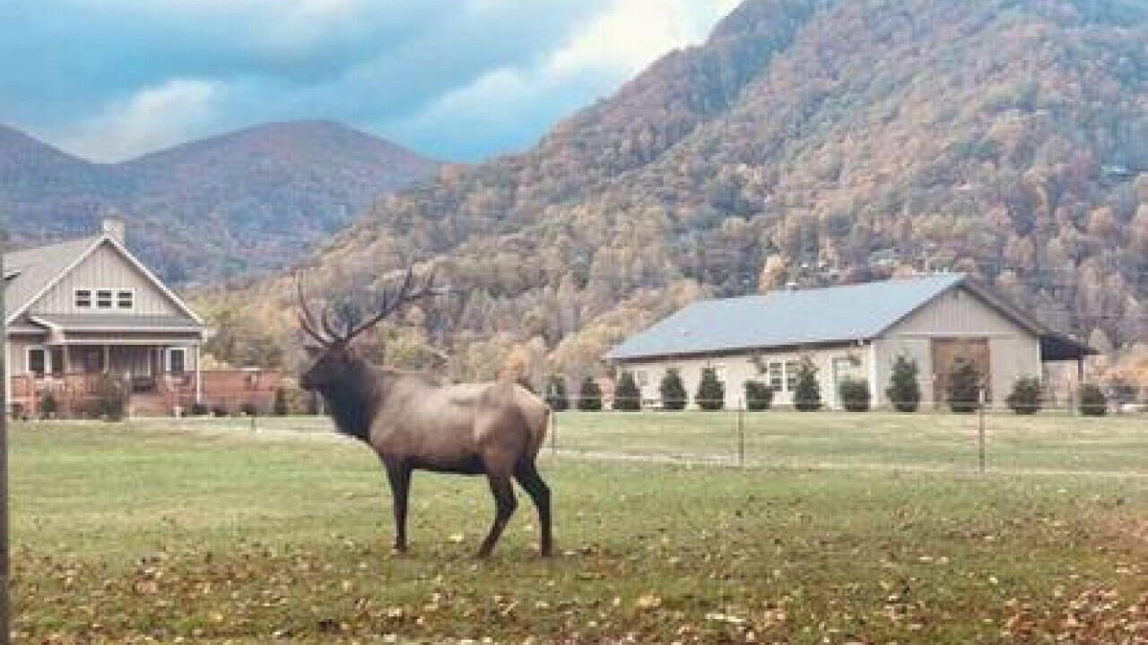 Photo of Others in Maggie Valley
