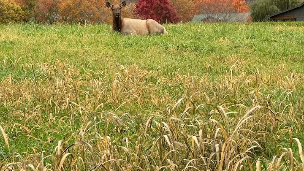 Photo of Others in Maggie Valley