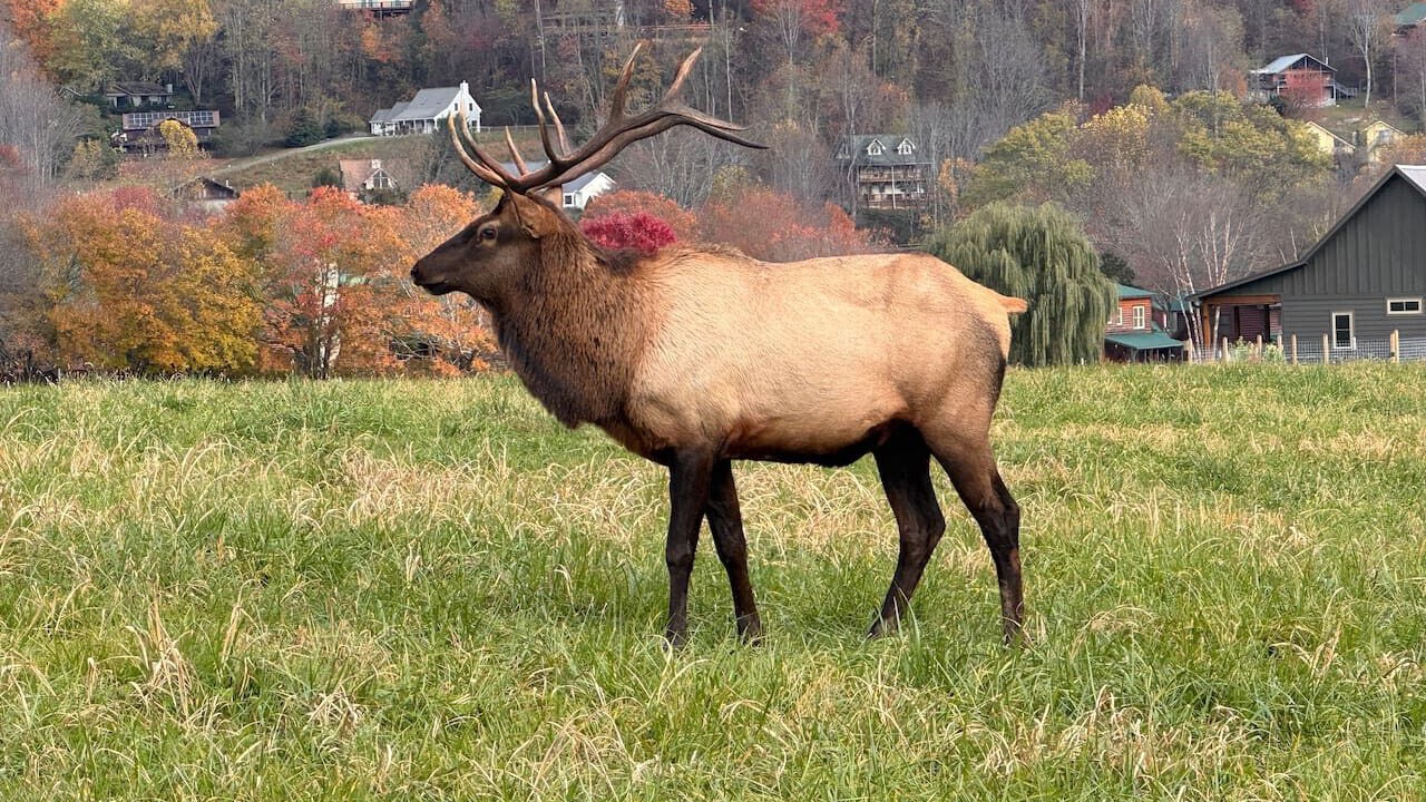 Photo of Others in Maggie Valley