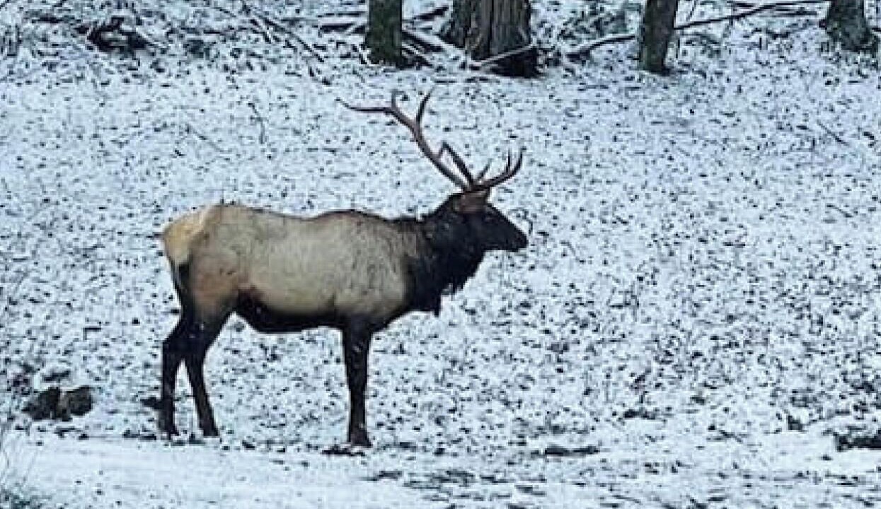 Photo of Others in Maggie Valley