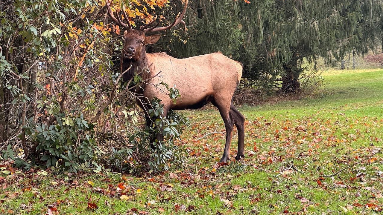 Photo of Others in Maggie Valley