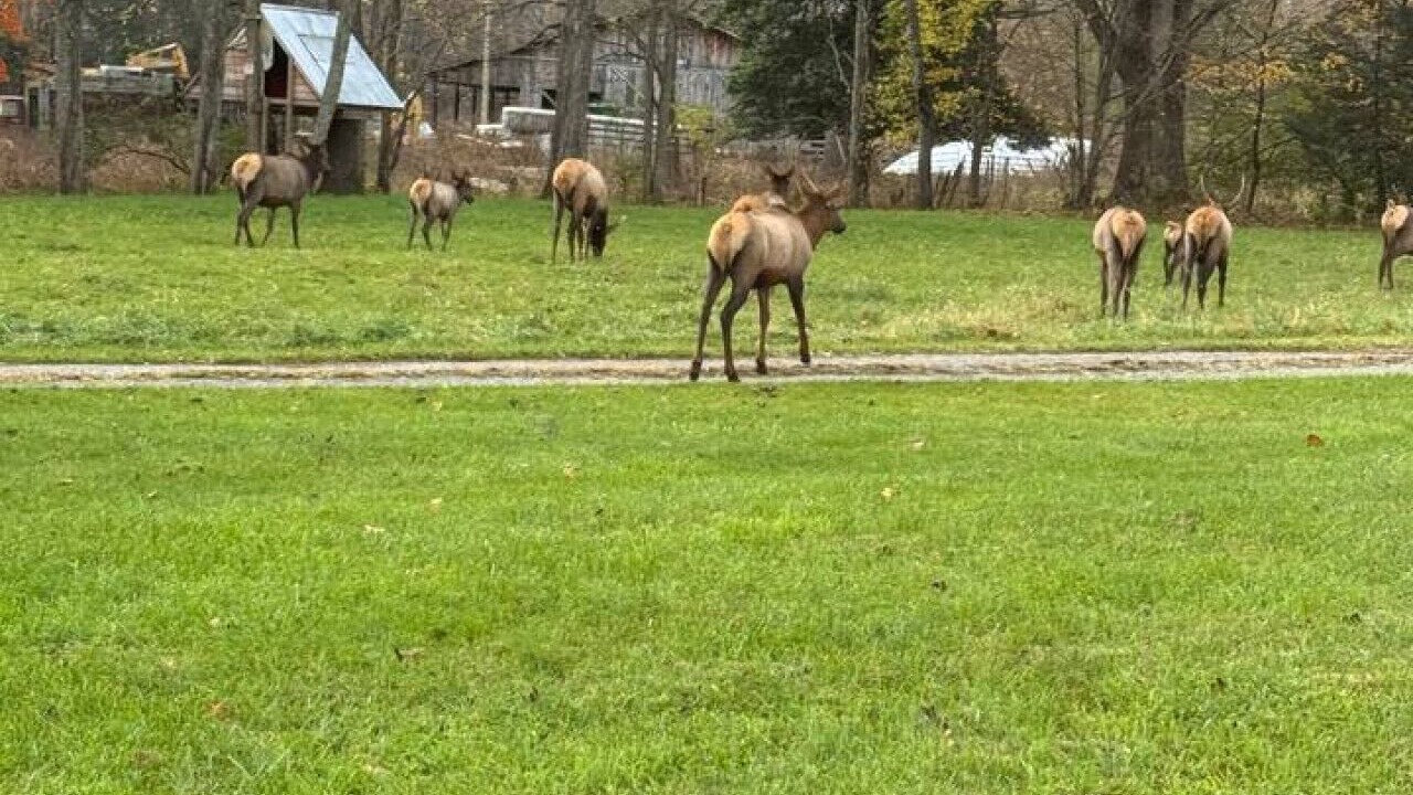 Photo of Others in Maggie Valley