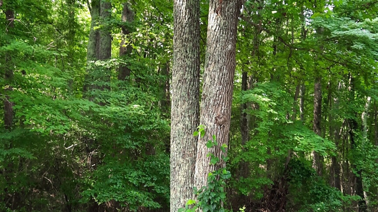 Photo of Outdoor in York