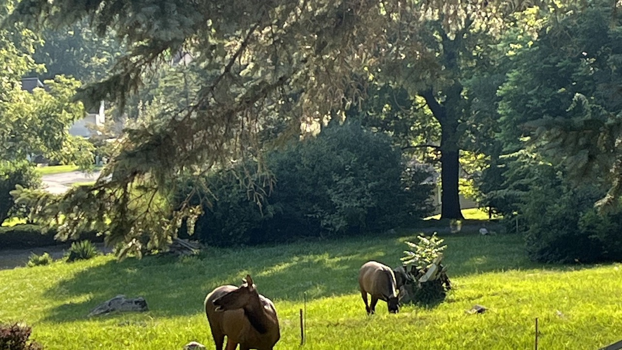 Photo of Others in Maggie Valley