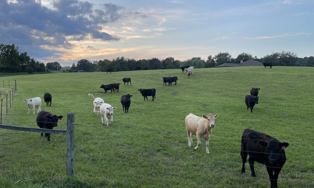 Photo of Others in Dandridge