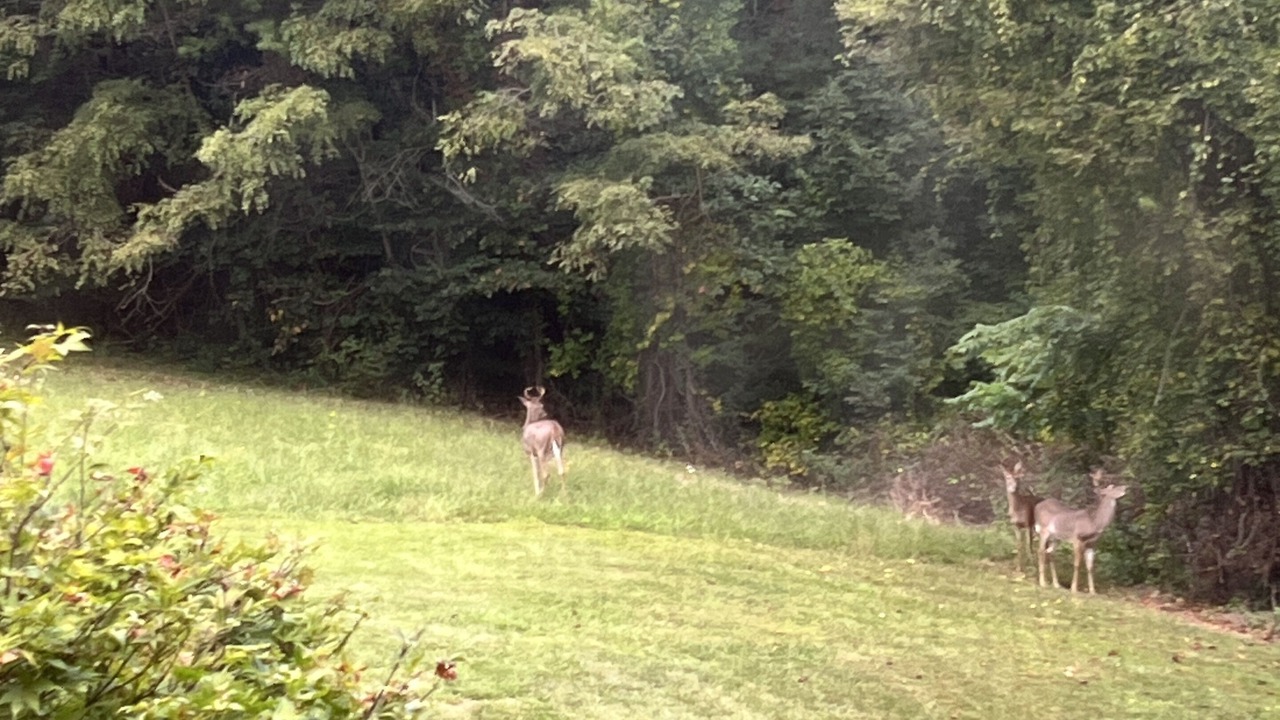 Photo of Others in Marshall