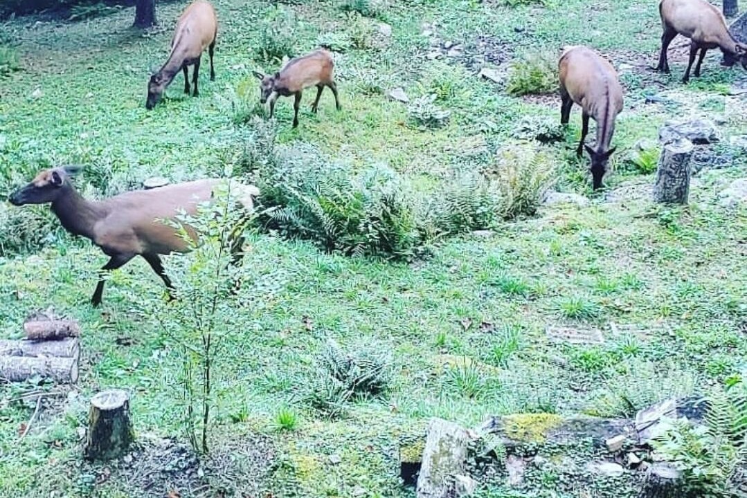 Photo of Others in Cataloochee Ranch