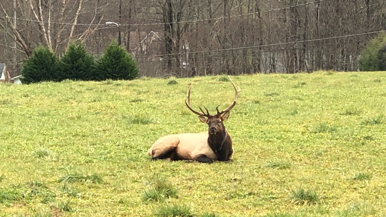Photo of Outdoor in Maggie Valley