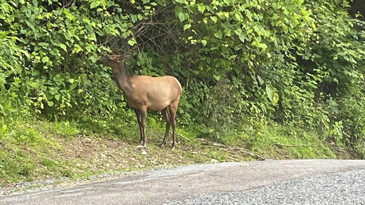 Photo of Others in Maggie Valley
