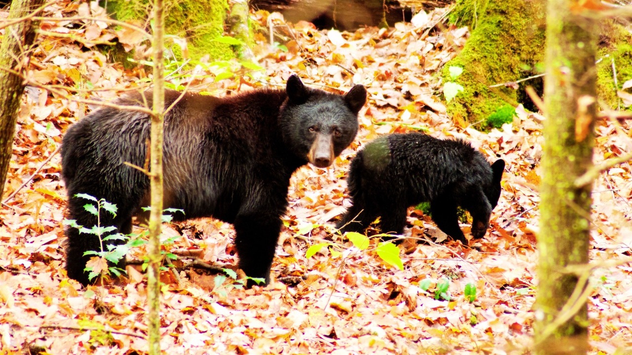Photo of Others in Sevierville