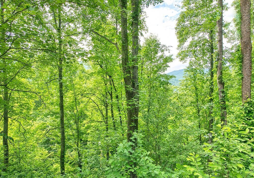 Photo of Outdoor in Waynesville