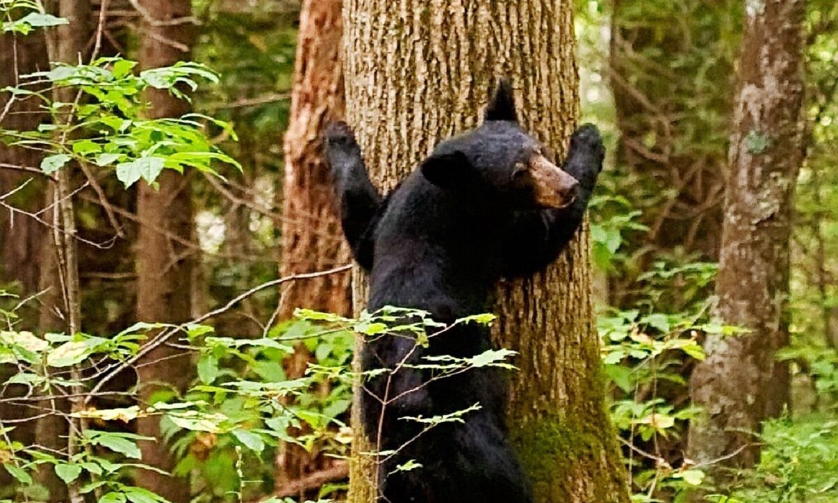 Photo of Outdoor in Sevierville