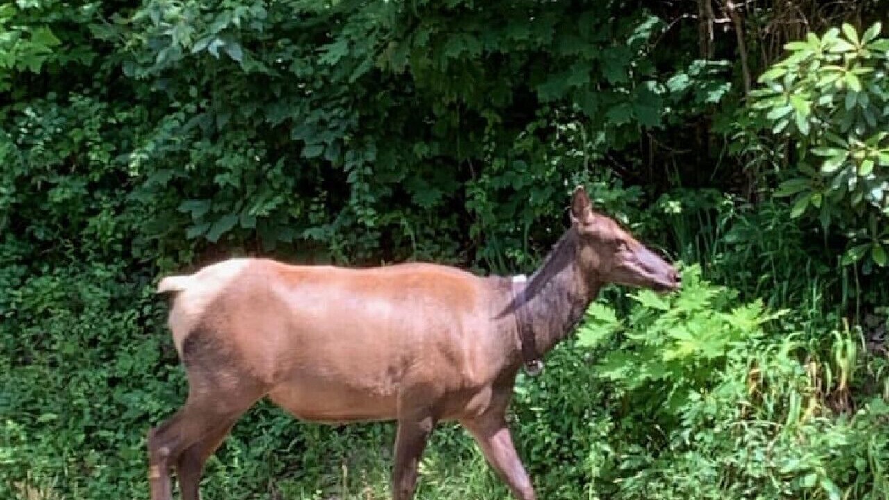 Photo of Others in Maggie Valley